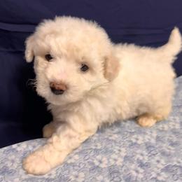 Teddy-(Milo)-Green Collar - White male Bichon Frise puppy in East Carondelet, (St Louis Metropolitan Area), Illinois from BichonSTL