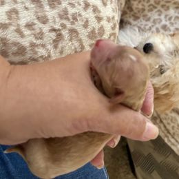 Milo - Apricot male Maltipoo puppy in Everett, Washington from Meadows Ranch
