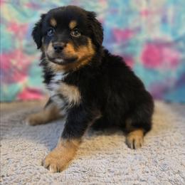 Willie - Black tri male Miniature Australian Shepherd puppy in Church Hill, Tennessee from Hippie Dog Haven