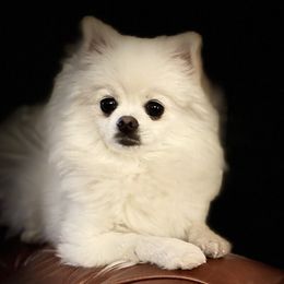 Rocki - Pomeranian