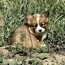 Pembroke Welsh Corgi Puppies from Nielsen's Straight Arrow Corgis
