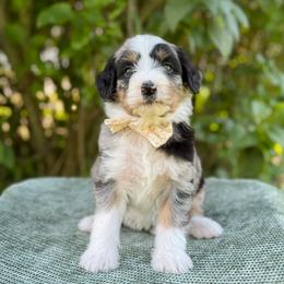 Marilla - Blue merle female Bernedoodle puppy in Bellville, Ohio from Bernedoodle Buddies