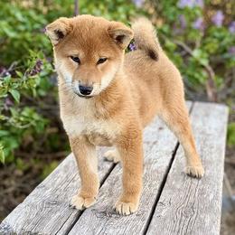 Ginger - Red female Shiba Inu puppy in Trenton, Nebraska from Prairie Shibas