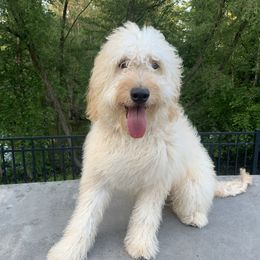 Patron - Goldendoodle