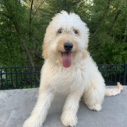 Patron - Goldendoodle