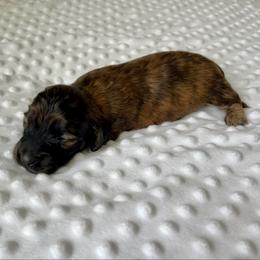 Red Brindle female (masked) - Brindle female Dachshund puppy in Shelley, Idaho from Journey’s End Dachshunds