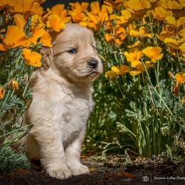 Girl 5 - female Golden Retriever puppy in Palmdale, California from AmazingK9s