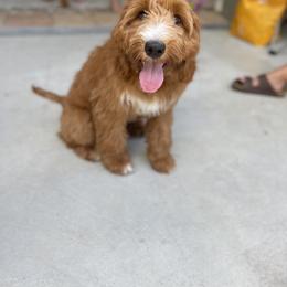 Goldendoodle Puppies from Aloha Sunset Doodles, LLC