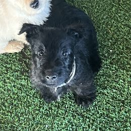 Scottish Terrier Puppies from Miranda Maynard