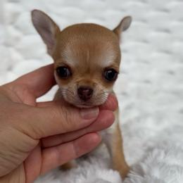 Stormie - Chocolate sabled fawn female Chihuahua puppy in Michigan from Fanciful Thrills Kennel