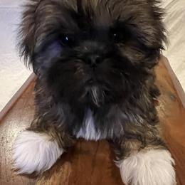 Chipmunk - Brindle and white male Shih Tzu puppy in Englewood, New Jersey from Sincerely Paws