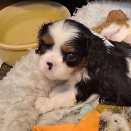 Puppy - Blenheim male Cavalier King Charles Spaniel puppy in Holbrook, New York from Merimaur Goldens and Cavaliers