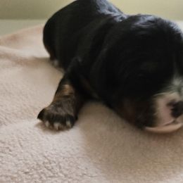 Girl 1 - Tri-color female Cavapoo puppy in Grayville, Illinois from Debs Doodles, Cavapoos, Cavadoodles
