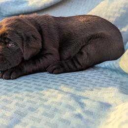 Dilute Retriever and Labrador Retriever Puppies from LC Hunting Labs, LLC.