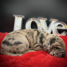 Jen - Merle female Great Dane puppy in Grand Junction, Colorado from Top Brackett Danes