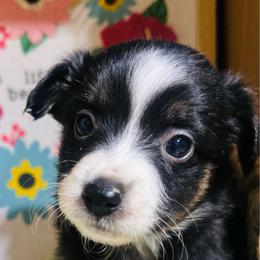 Delma - Black tri female Toy Australian Shepherd puppy in Garvin, Oklahoma from Hochatown Awesome Aussies