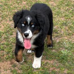 Oreo - Black tri-color male Australian Shepherd puppy in Harrah, Oklahoma from Kamm's Aussies
