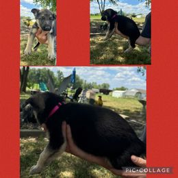 German Shepherd Puppies from Das Müller Hund Haus