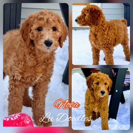Goldendoodle Puppies from Lu Doodles