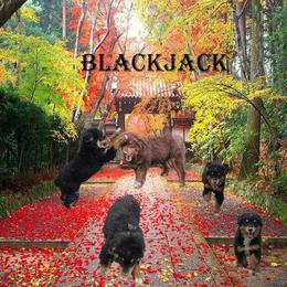BlackJack - Black tri male Miniature American Shepherd puppy in Garysburg, North Carolina from Schaefer's Miniature American Shepherds