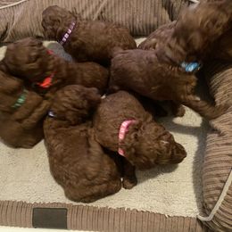 Poodle Puppies from Teton Poodles