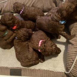 Poodle Puppies from Teton Poodles