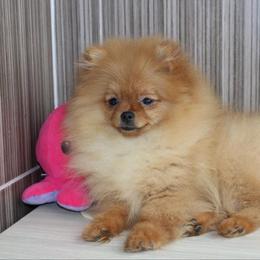 Ana Nova - Red female Pomeranian puppy in Brooklyn, New York from Svitlana's Pomeranians