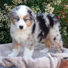 Vader - Blue merle male Miniature American Shepherd puppy in Kalama, Washington from Lone Pine Miniature American Shepherds