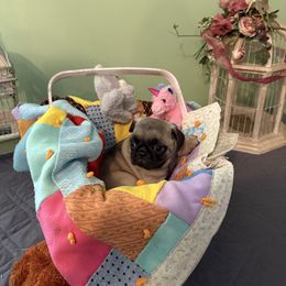 Wilma PURPLE COLLAR - Fawn female Pug puppy in Hesperia, Michigan from Manistee Farms