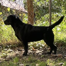Mystikal Magik (Trixie) - Black Labrador Retriever puppy in Harlan, Kentucky from Kamalot Kennels