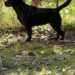Mystikal Magik (Trixie) - Black Labrador Retriever puppy in Harlan, Kentucky from Kamalot Kennels