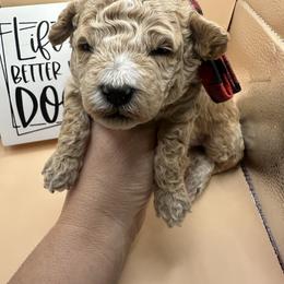 Louis - Apricot male Maltipoo puppy in Apple Valley, California from Boujeepups