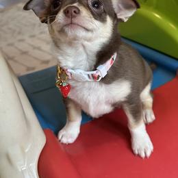 Chihuahua Puppies from Brooks Grove Canines LLC