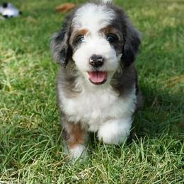 Yankee BMF brightest copper - Blue merle female Aussiedoodle puppy in Lawton, Oklahoma from Lindsey’s Aussies