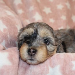 Goldendoodle, Havapoo, Labradoodle, and Springerdoodle Puppies from Oregon Valley Pups