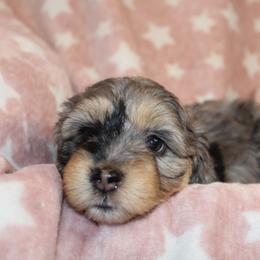 Goldendoodle, Havapoo, Labradoodle, and Springerdoodle Puppies from Oregon Valley Pups