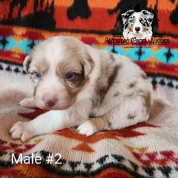 Boy 2 - Red merle male Australian Shepherd puppy in Harpers Ferry, Iowa from Wexford Creek Aussies, LLC
