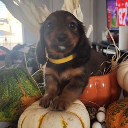 Boy 2 - Chocolate and tan Dachshund puppy in Phoenix, Arizona from Jennifer's Guardian Doxies