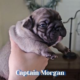 French Bulldog Puppies from Sonia Orozco