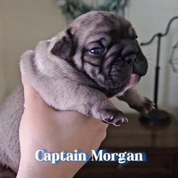 French Bulldog Puppies from Sonia Orozco