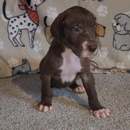 Calvin - Chocolate male Great Dane puppy in Walker, Louisiana from La Rebel Danes