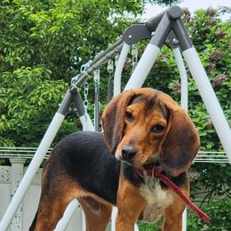 Beagle All Grown Up from Rustic Farm Sporting Beagles