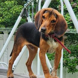 Beagle All Grown Up from Rustic Farm Sporting Beagles