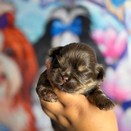 CKC Bronzie - Chocolate and tan male Shih Tzu puppy in Roseville, Michigan from Diamond Paws LLC
