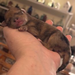 Sweetie - Red female Pomeranian puppy in Augusta, Maine from Maine Pom’s