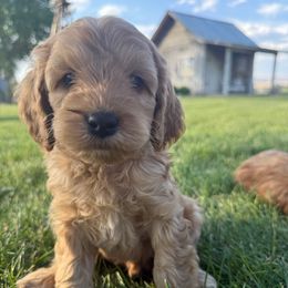 Juniper - Buff male Cockapoo puppy in Preston, Idaho from Shaffer Top Notch Puppies