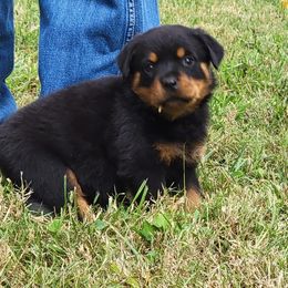 Miniature Schnauzer and Rottweiler Puppies from Mystique Kennel