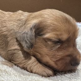 Brooke - Dapple female Dachshund puppy in Cabool, Missouri from Dachshund's of Country Magic Farms in Missouri