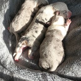 American Corgi and Pembroke Welsh Corgi Puppies from Angelique Brooks