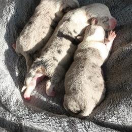 American Corgi and Pembroke Welsh Corgi Puppies from Angelique Brooks